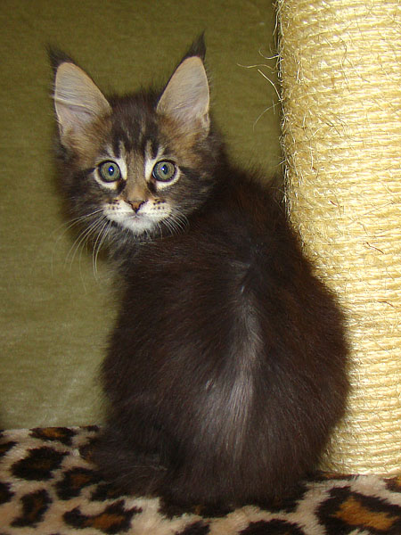     Catsvill County!   !    !       !!!    Catsvill County +7-926-544-74-09     .   ,   ,   ,    ,   ,  ,     ,   -,    ,   !